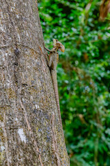 mexico_natural_jungla_mar_verde_azul_cascadas_conchas_arboles_piedras_agua_hojas_arena_montañas_atardecer_autopista