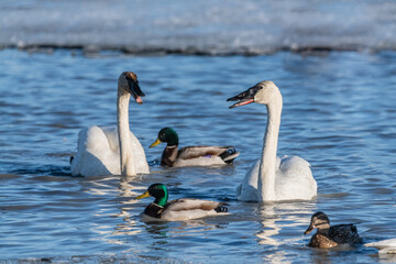 Two arctic tundra swan seen swimming in northern Canada during a stopover to the Bering Sea in Alaska with mallards, ducks surrounding. Open water with icy background in wildlife, wild setting. 