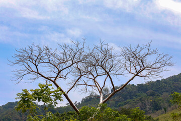 mexico_natural_jungla_mar_verde_azul_cascadas_conchas_arboles_piedras_agua_hojas_arena_montañas_atardecer_autopista