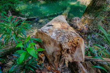 mexico_natural_jungla_mar_verde_azul_cascadas_conchas_arboles_piedras_agua_hojas_arena_montañas_atardecer_autopista