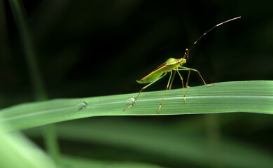 Grasshopper on green leaf.