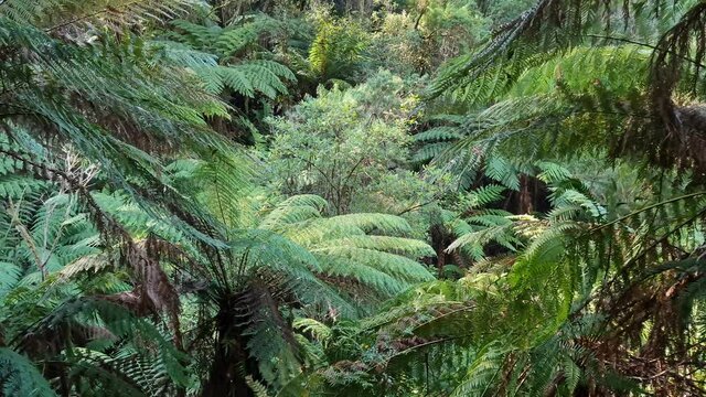 The Beautiful Dandenong Ranges, Stunning Eco System, Tall Mountain Ash Tree's, A Variety Of Fern's and Small Creeks Supports A Wide Array Of Australian Native Animals 