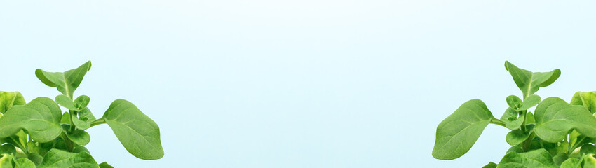 A large banner of two young plants on a blue background.
