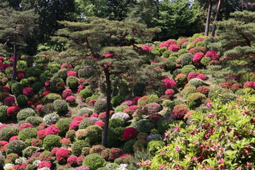 ツツジの咲く寺、塩船観音寺。東京・青梅にある志保船観音寺は、4月から5月にかけ、手入れされた庭園にたくさんのツツジが咲き、素晴らしい景観となる
