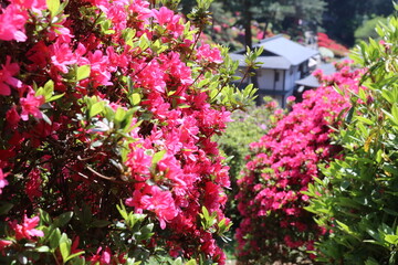 Fototapeta na wymiar ツツジの咲く寺、塩船観音寺。東京・青梅にある志保船観音寺は、4月から5月にかけ、手入れされた庭園にたくさんのツツジが咲き、素晴らしい景観となる