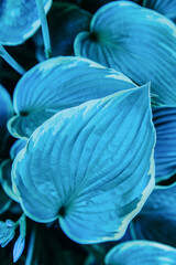 Fototapeta na wymiar Hosta, flower in the garden, ornamental flowerbed plant with beautiful lush leaves. Photo in the natural environment