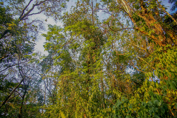 mexico_natural_jungla_mar_verde_azul_cascadas_conchas_arboles_piedras_agua_hojas_arena_montañas_atardecer_autopista