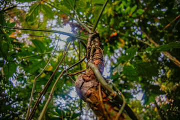 mexico_natural_jungla_mar_verde_azul_cascadas_conchas_arboles_piedras_agua_hojas_arena_montañas_atardecer_autopista