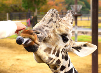 アミメキリン
