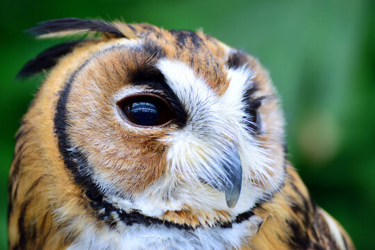 タテジマフクロウ Images Browse 4 Stock Photos Vectors And Video Adobe Stock