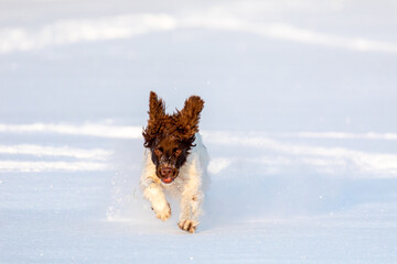 dog running in the snow