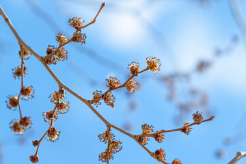 Fresh fluffy buds on tree branch with blue sky background