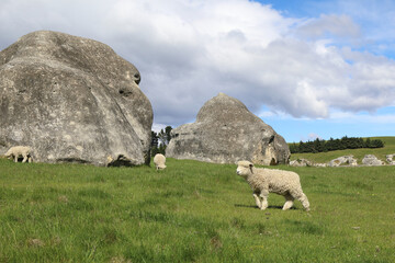 Romneyschaf / Romney sheep / Ovis