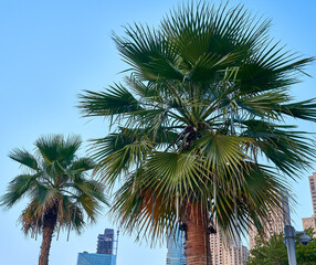 Fototapeta premium palm trees grow against the blue sky
