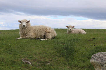 Obraz premium Romneyschaf / Romney sheep / Ovis.