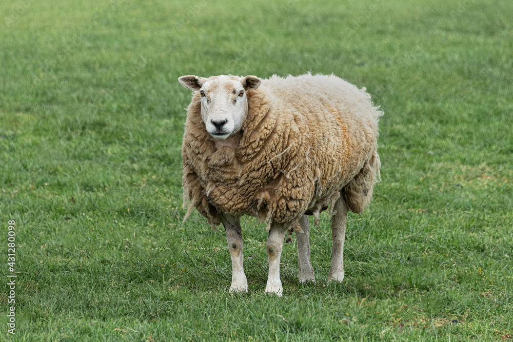 Aufkleber A full grown sheep standing in a field on the grass. It has a long wooly coat and is staring directly forward