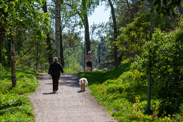 Fototapeta na wymiar Dog walkers in the park