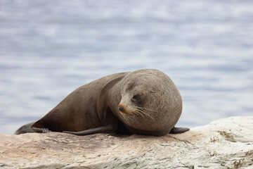 Neuseeländischer Seebär / New Zealand fur seal / Arctocephalus forsteri