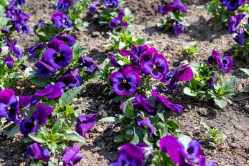 Lovely blue-violet viola with a yellow eye