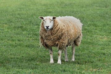 Obraz premium A full grown sheep standing in a field on the grass. It has a long wooly coat and is staring directly forward