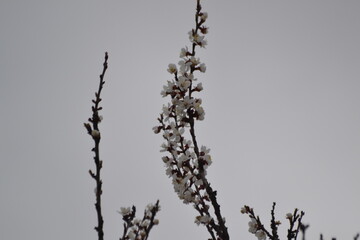 абрикоса цвет © Александр Гербенко