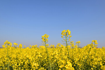 close up on yellow flowers of rapeseed  growing in a field under blue sky