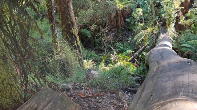 The Beautiful Dandenong Ranges, Stunning Eco System, Tall Mountain Ash Tree's, A Variety Of Fern's and Small Creeks Supports A Wide Array Of Australian Native Animals 