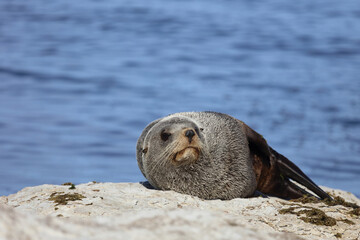 Naklejka premium Neuseeländischer Seebär / New Zealand fur seal / Arctocephalus forsteri