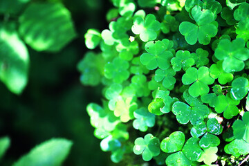 Background from plant clover four leaf. Irish traditional symbol. St.Patrick 's Day.