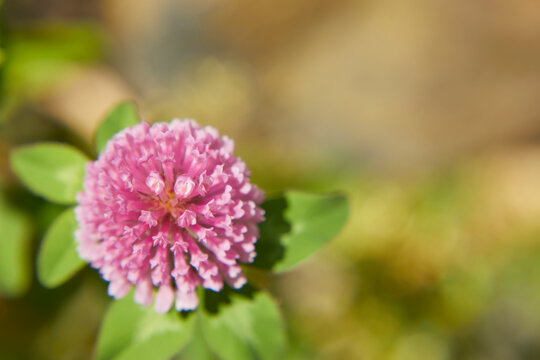 157 Best シャジクソウ属 Images Stock Photos Vectors Adobe Stock