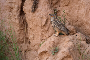 Eurasian eagle owl in habitat 