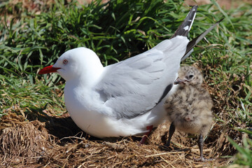 Rotschnabelmöwe / Red-billed gull / Larus scopulinus.