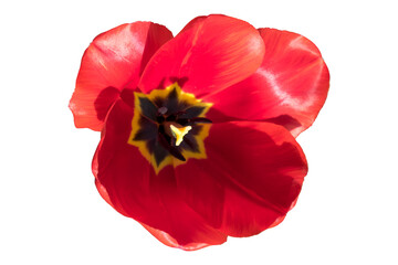 One red tulip head on a sunny day isolated on white