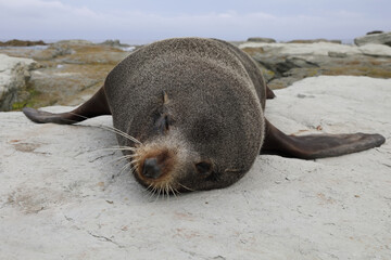 Neuseeländischer Seebär / New Zealand fur seal / Arctocephalus forsteri
