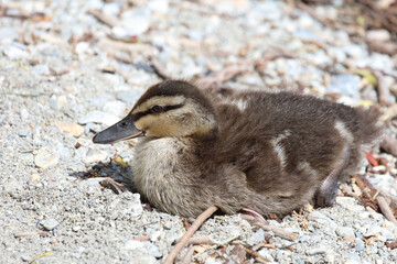 Stockente / Mallard / Anas platyrhynchos...