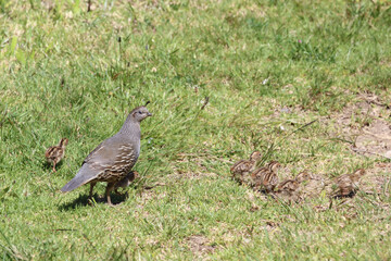 Schopfwachtel / California quail or California valley quail / Callipepla californica.