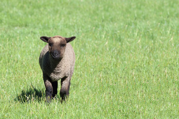 Schaf Suffolk-Coopworth-Kreuzung / Suffolk x Coopworth sheep / Ovis.