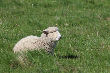 Romneyschaf / Romney sheep / Ovis.