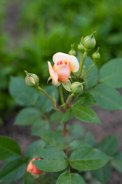 A Nostalgic Hybrid Of The Chippendale Tea Rose. A beautiful bud of yellow-pink roses in the summer garden. Rose garden.