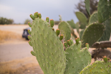 Mexican nopal plants with blurry desert and sky as background