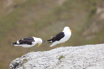Dominikanermöwe / Southern black-backed gull / Larus dominicanus