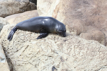 Neuseeländischer Seebär / New Zealand fur seal / Arctocephalus forsteri.