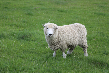 Romneyschaf / Romney sheep / Ovis