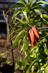 Obraz premium Fritillaria imperialis flower with orange blossoms, green leaves, dark stem