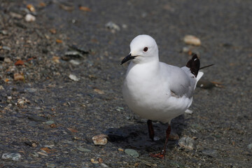 Maorimöwe / Black-billed gull / Chroicocephalus bulleri