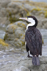 Elsterscharbe / Australian pied cormorant / Phalacrocorax varius