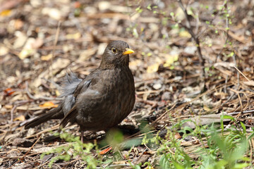 Amsel oder Schwarzdrossel / Blackbird / Turdus merula