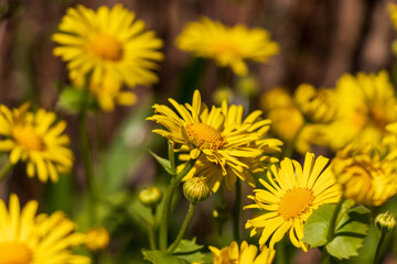 Doronicum small sunflower  yellow blossoms bud with green leaves