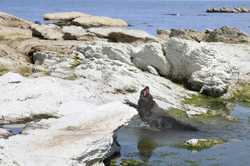 Obraz premium Neuseeländischer Seebär / New Zealand fur seal / Arctocephalus forsteri