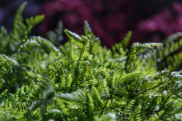Beautiful forest grass on a black background
